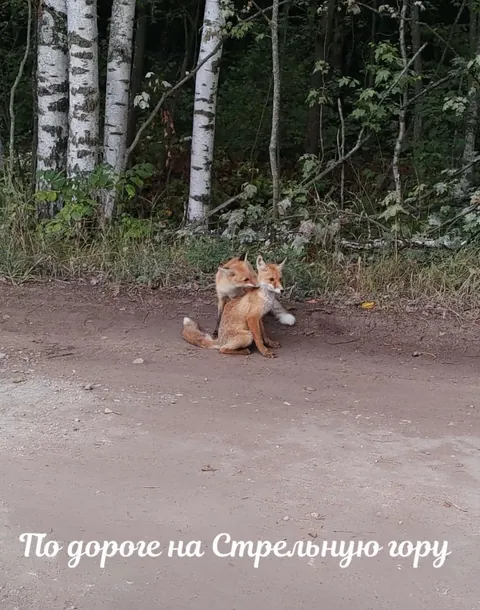 Стрельная гора — фото 11 из 13
